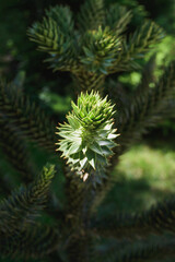 evergreen green Araucaria araucana chilean or Monkey Puzzle Tree, Monkey Tail Tree, Pinonero, Pewen, Chilean Pine close-up tree branche, vertical outdoors summer botanical stock photo image