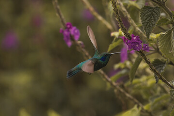 green hummingbird hovering midair in natural reserve in costa rica latin america
