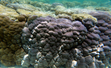 View of hard coral