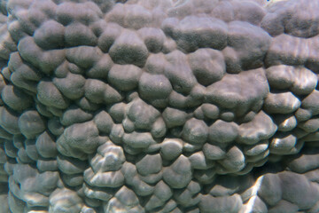 Fototapeta na wymiar View of hard coral