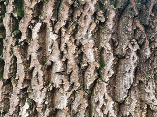 bark of a tree