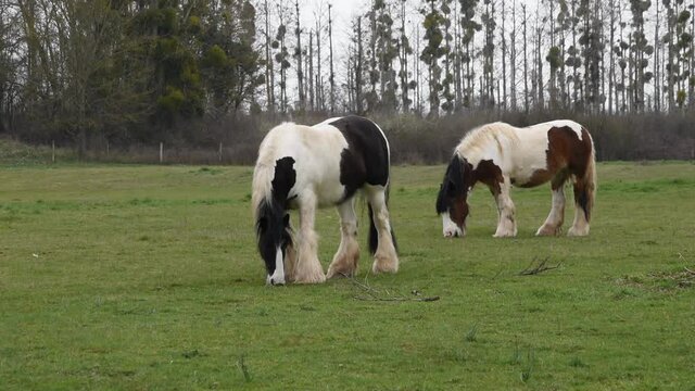 Two Gypsy horses (Irish cobs) in the field