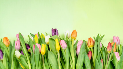 spring flowers tulips on green background