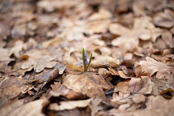 Purple violet in the forest. Growing plant in nature. First flowers of the spring.