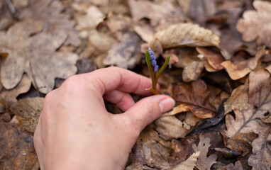 Woman picking wild wildflowers in nature. Earth day. Eco friendly concept. The woman's hand touches the natural purple flower.