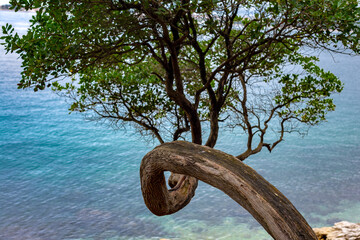 A solitary tree growing out of the rock itself, curved and lonely but happy and green standing above the sea water