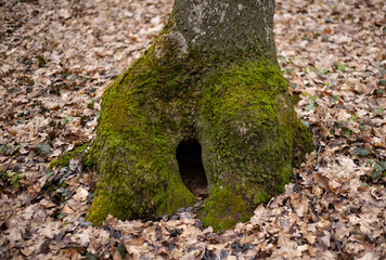 Natural weeds growing on a tree. Natural forest growth process. Weed on the bark of a tree