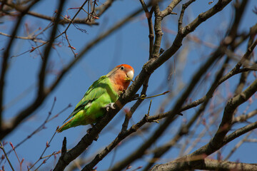 Fischer's lovebird on a tree