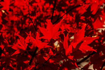 Autumn Leaves, Red Japanese Maples