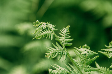 Green leaves of fern