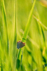 Macro photo of Butterfly siiting on grass