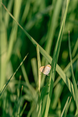 Macro photo of Butterfly siiting on grass