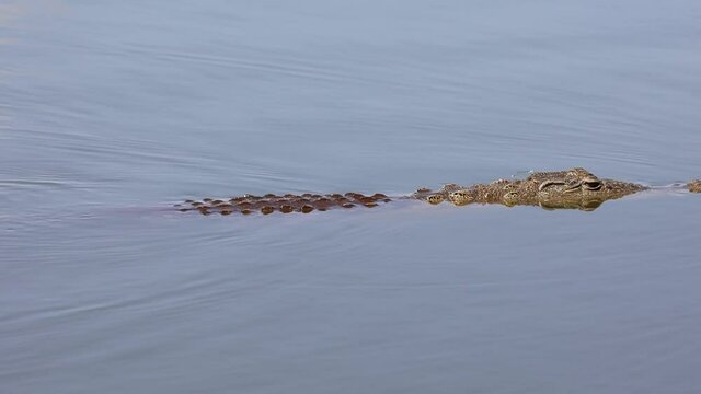 Nile crocodile swimming past and disappearing