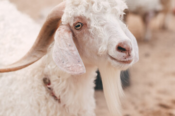 Fototapeta premium Portrait of a white little goat close up on the farm background with nature sun light