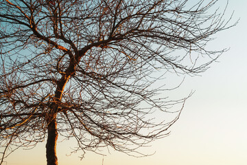 Fototapeta na wymiar A tree without leaves on a background of blue sky at sunset.