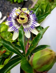 purple and yellow flower
