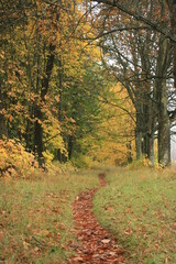 autumn in the forest