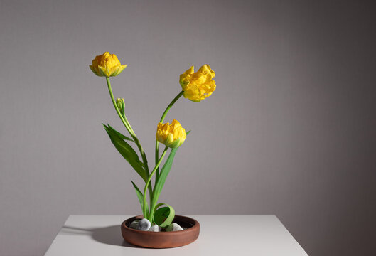 Flower arrangement of yellow tulips in ceramic vase with white stones. Art flowers decoration Ikebana. gray background