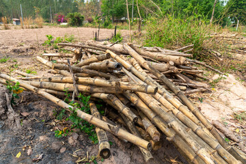 A pile of bamboo laying used to support vegetable gardening in rural area,  a pile of old bamboo pieces.