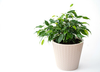 Indoor plant ficus benjamin in a pot on an isolated white background. Water drops on the leaves. Place for your text.