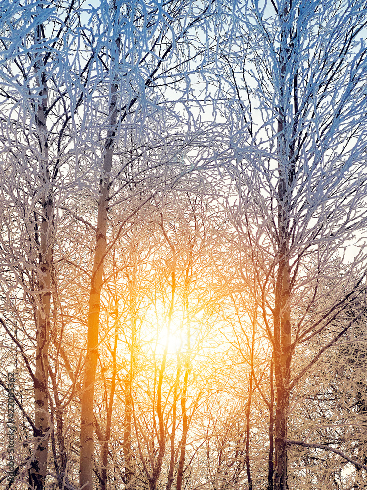 Poster sunset or sunrise in a winter park with trees, benches and a pavement covered with snow and sunbeams