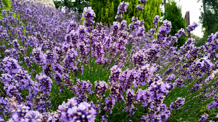 purple flowers