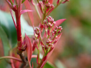 Photinia fraseri en floraison - printemps