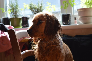 dog in a cafe