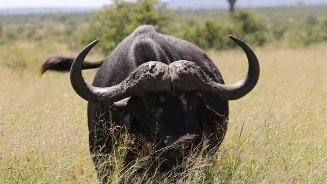 Big old African buffalo approaching