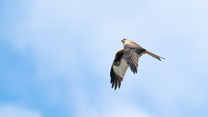 Red Kite flying in front of blue sky