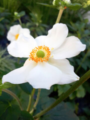white and yellow flower of a flower
