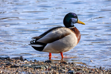 duck on the water