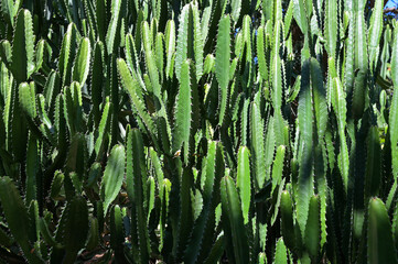 DETAIL VIEW OF THE CARDON CACTUS IN SUMMER WITH RICH BLUE GREEN AND TORQOUISE COLORS