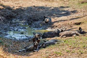 Pack of wild dogs in Mana Pools