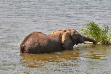 African elephant swimming in the river at Mana Pools