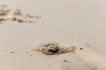 Close-up of the Wind Crab in the sand