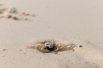 Close-up of the Wind Crab in the sand