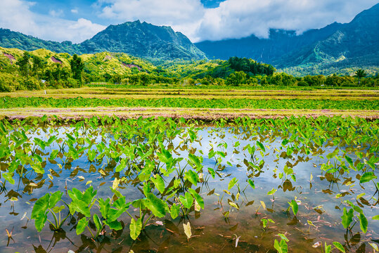The Landscape of A Paddy Field of Taro or Kalo in Hawaii, Agricultural Image, Nobody