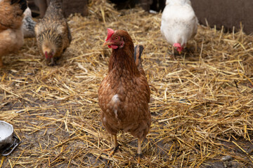 Beautiful chicken with fresh hay background