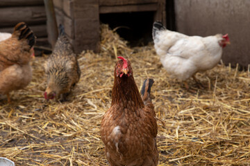 Beautiful chicken with fresh hay background