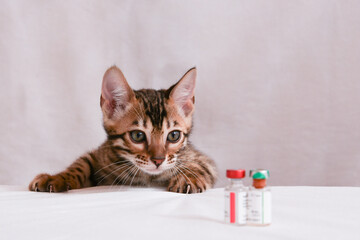 The kitten looks closely at the medicine bottles in front of him. The vaccine is prepared for the...