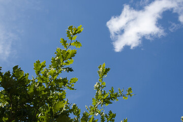 Fototapeta premium background of green oak leaves with blue sky