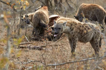 Tuinposter Hyenas eating a carcass in Kruger © Lennjo