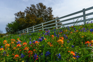 Hill Country Blue Bonnets and Wildflowers