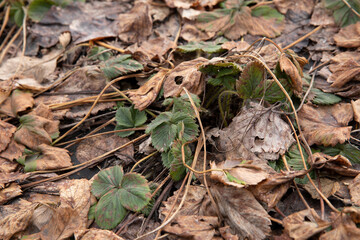 Dry strawberryes leaves. Strawberry bushes in autumn