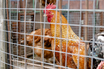 Bielefelder roosters sit in a chicken coop cage behind a chain-link fence / bielefeld