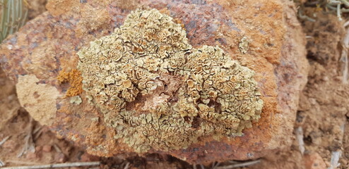 close up of a tree trunk