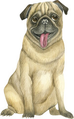 Watercolor Dog . Pug Portrait. Hand Painted Illustration of Pets. Watercolor Pug illustration isolated on white background. 