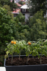Fototapeta na wymiar Growing cherry tomatoes on a balcony in a block of flats, vegetable garden on a terrace