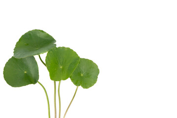 Asiatic Leaf Herb gotu kola, indian pennywort, centella asiatica, tropical herb isolated on white...